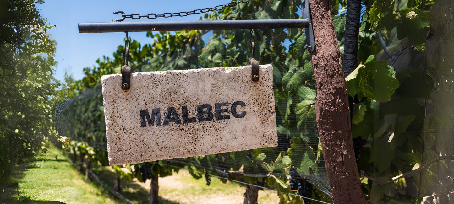 Weinreben im Sonnenschein mit einem rustikalen Schild aus Naturstein, das die Rebsorte „Malbec“ zeigt – aufgenommen in einem portugiesischen Weinberg.