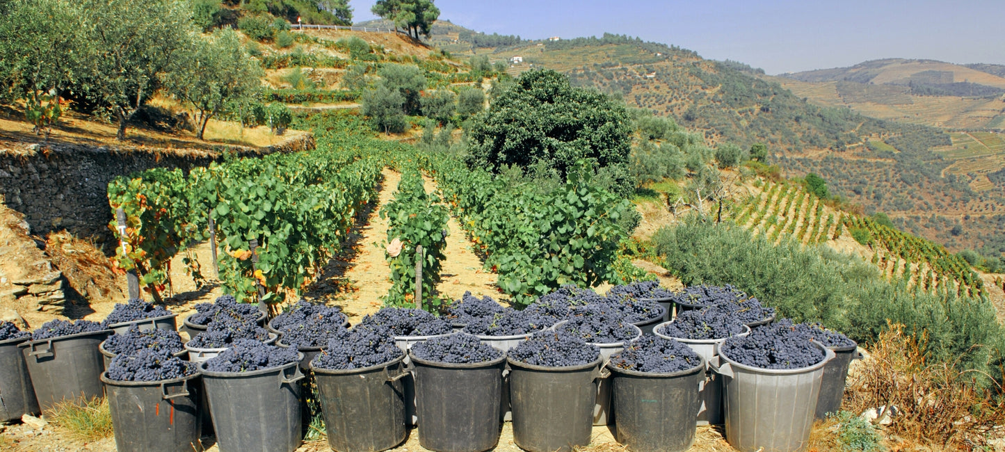 Weinberge im Alentejo. Im Vordergrund sind Eimer mit roten Trauben zu sehen, im Hintergrund ein Weinberg. Bild vom Blogartikel der Vinho Bar in Wuppertal.