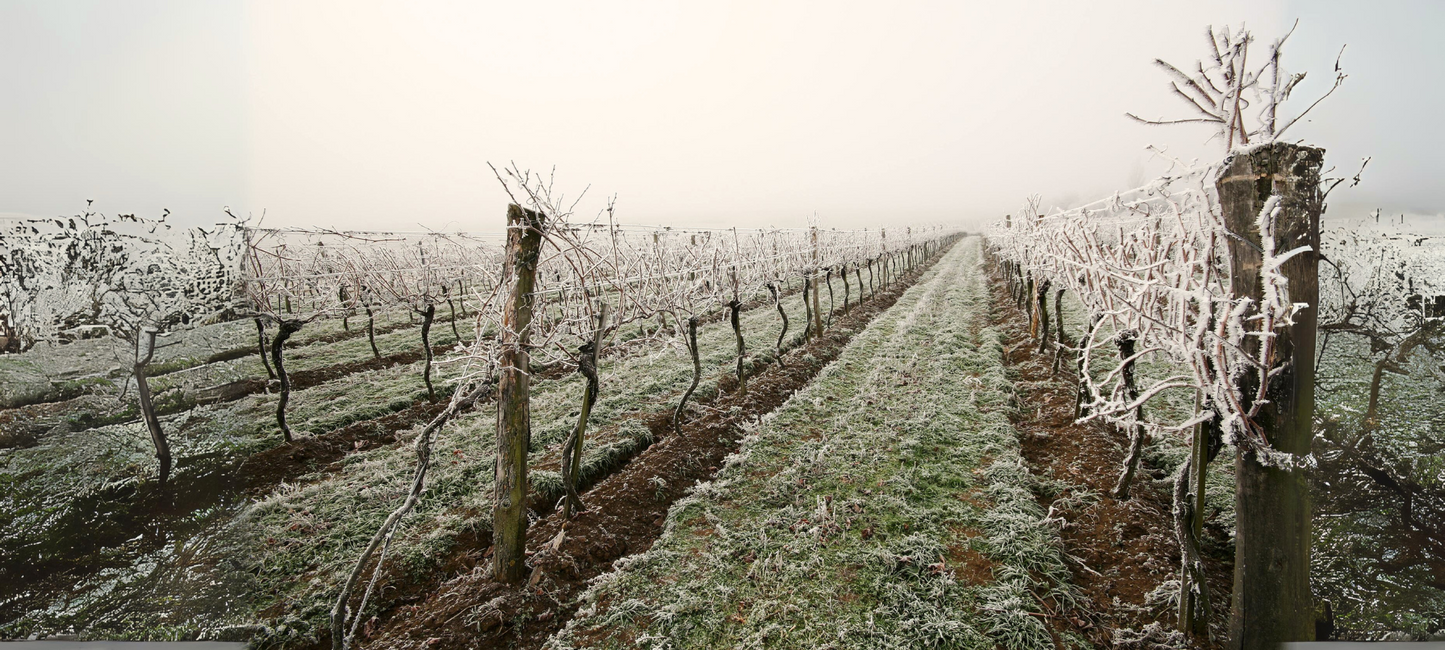 Der Weinberg hält Winterschlaf