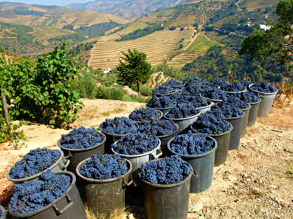Portweinregion am Douro, Blick auf die Weinberge, Weinreben in Sammelbehältern.