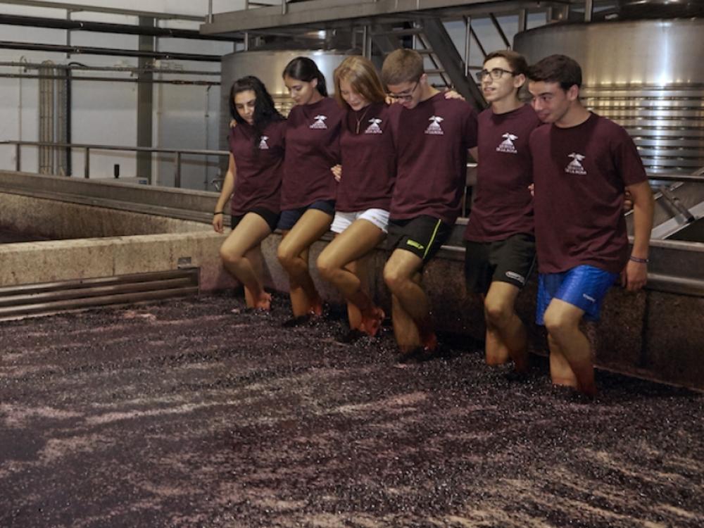 Bild aus der Produktion vom Weingut Quinta de la Rosa. Bild vom Trauben keltern / Trauben treten.