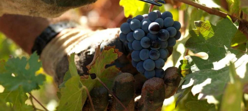 Weingut Quinta do Mouro in Portugal. Im Bild sind Weinstöcke / Weinreben zu sehen mit blauen Trauben und grünen Blättern. 