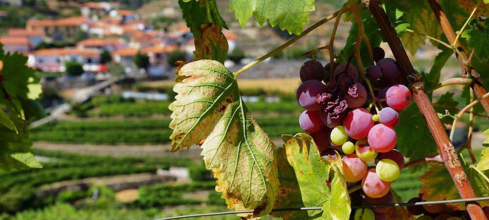 Weinlandschaft in Portugal im Hintergrund, im Vordergrund sind Reben zu sehen.