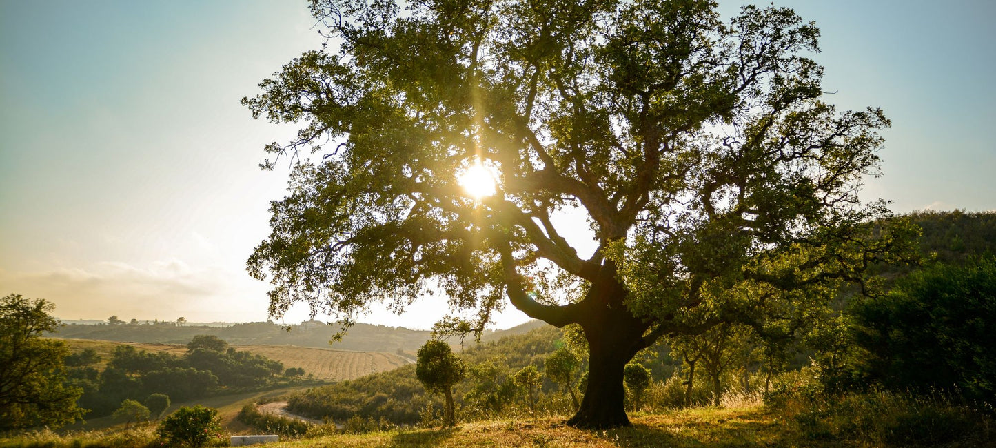 Sonnenlicht fällt durch die Blätter einer majestätischen Korkeiche in einer malerischen Landschaft und hebt den kräftigen Stamm und das üppige Blätterdach des Baumes hervor.