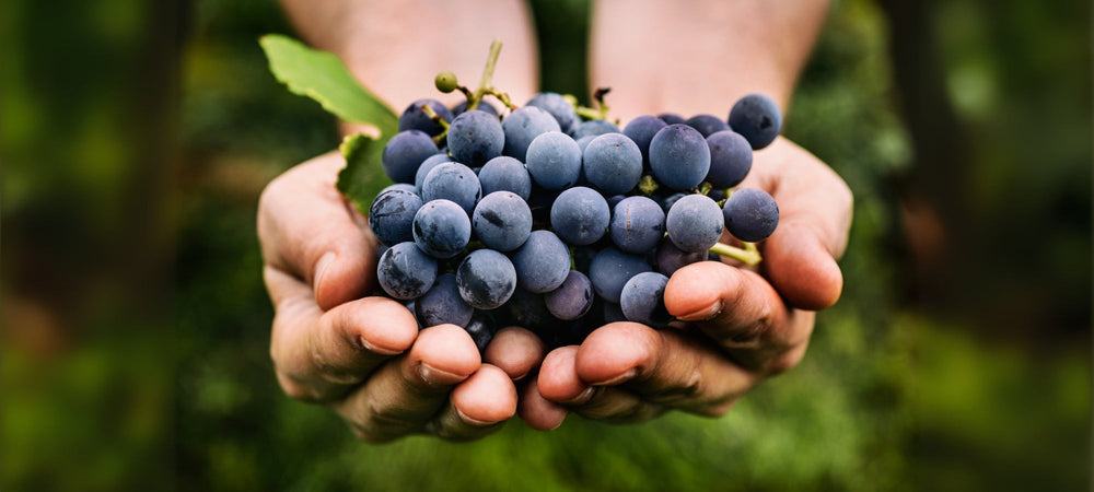 DIE WEINLESE