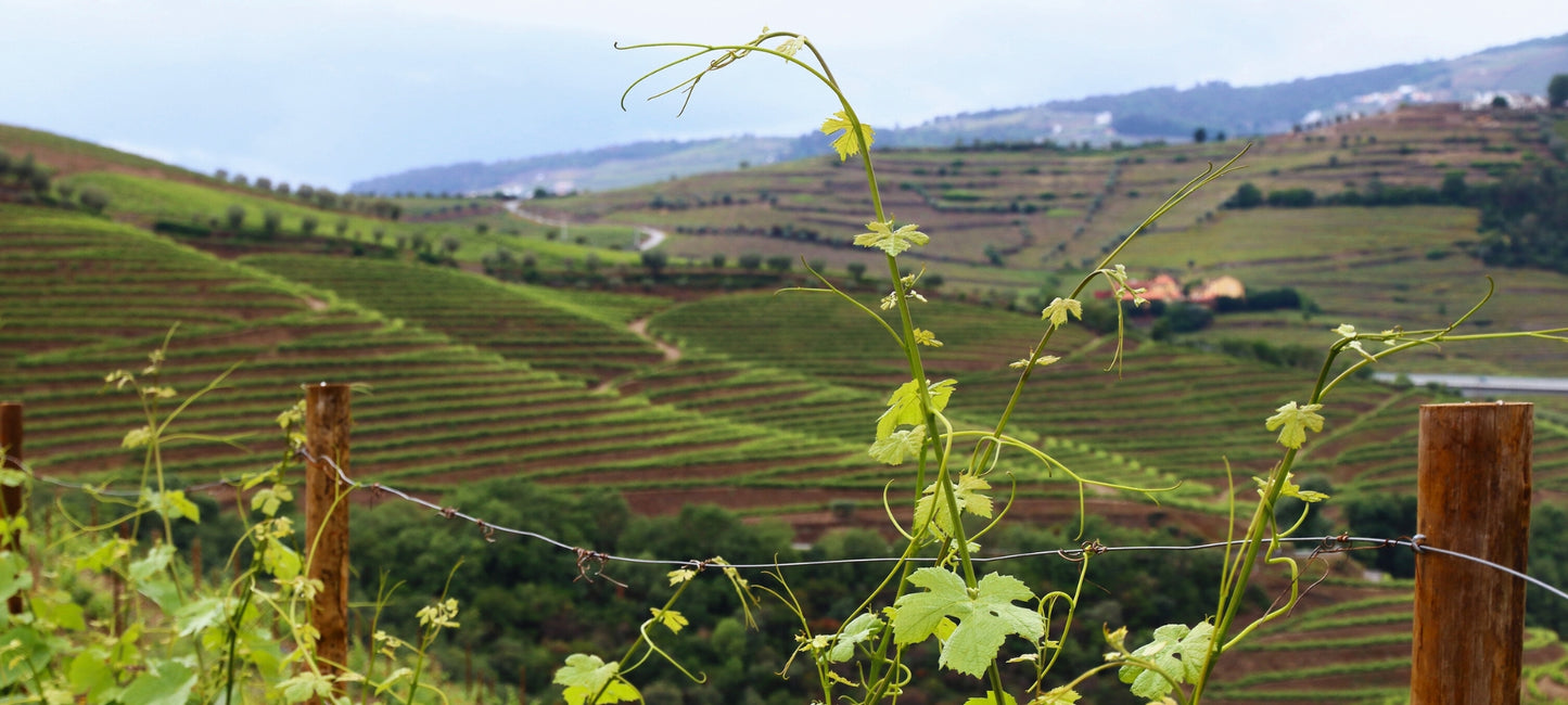 Headerbild zum Blogartikel der Vinho Bar: Der literarisch besungene Bauernwein »Vinho do Saloio«. Bild mit Blick auf die Weinberge.
