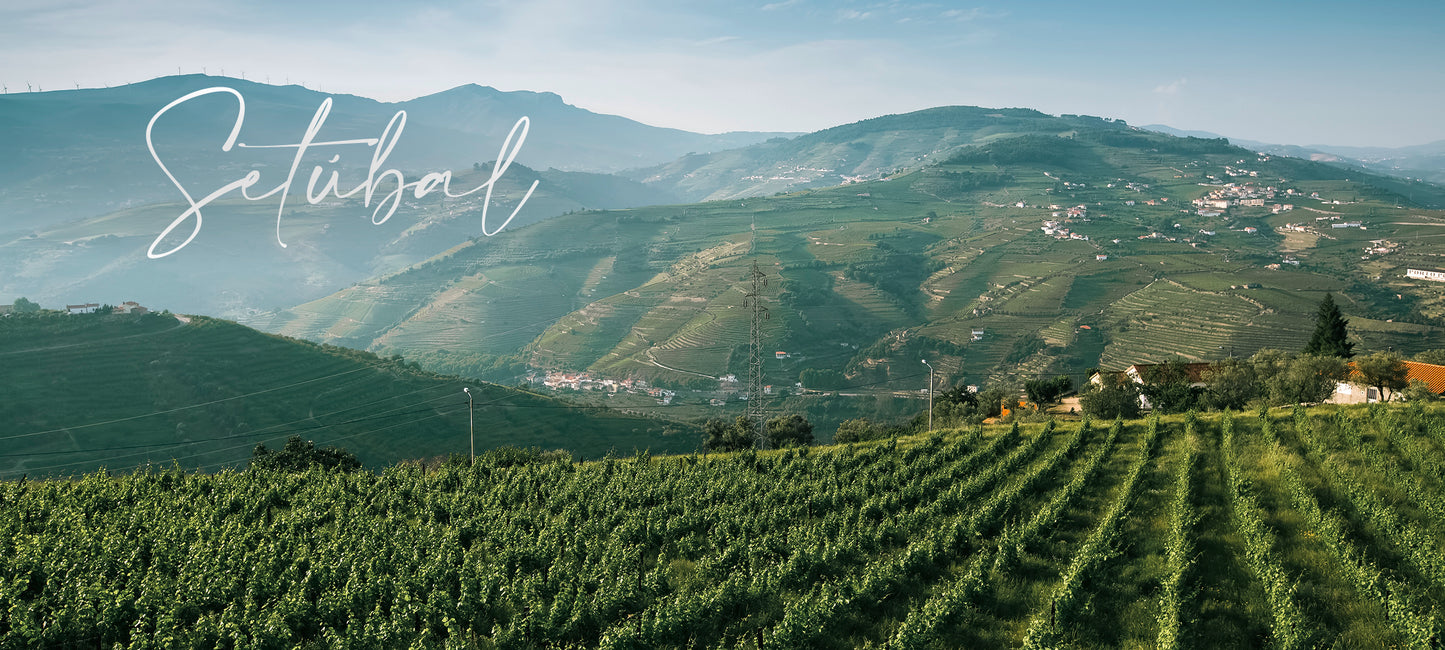 Foto aus dem Setúbal / Portugal. Blick auf die Weinberge. Direkt vor den Toren Lissabons liegt die Setúbal-Halbinsel.