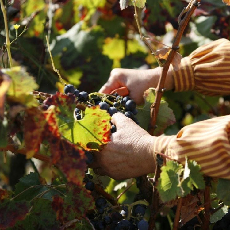 Bild vom Weingut Ermelinda Freitas: man sieht zwei Hände, die eine Weinrebe beschneiden, mit blauen Trauben und bunt gefärbten Weinblättern.