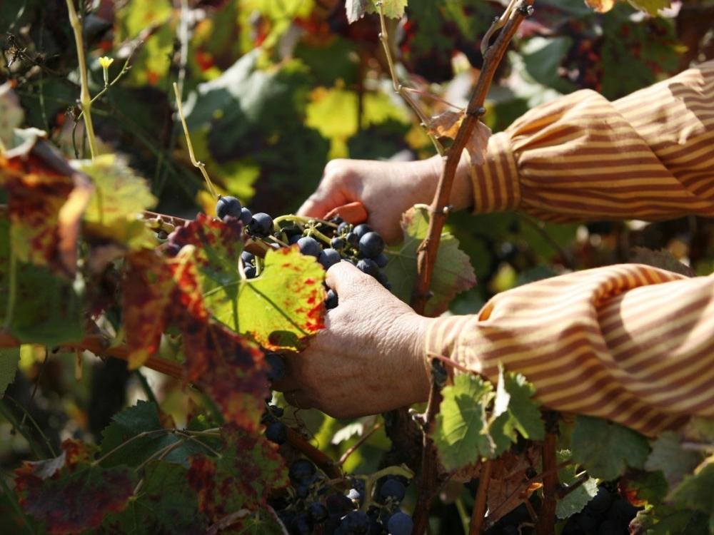 Bild vom Weingut Ermelinda Freitas: man sieht zwei Hände, die eine Weinrebe beschneiden, mit blauen Trauben und bunt gefärbten Weinblättern.