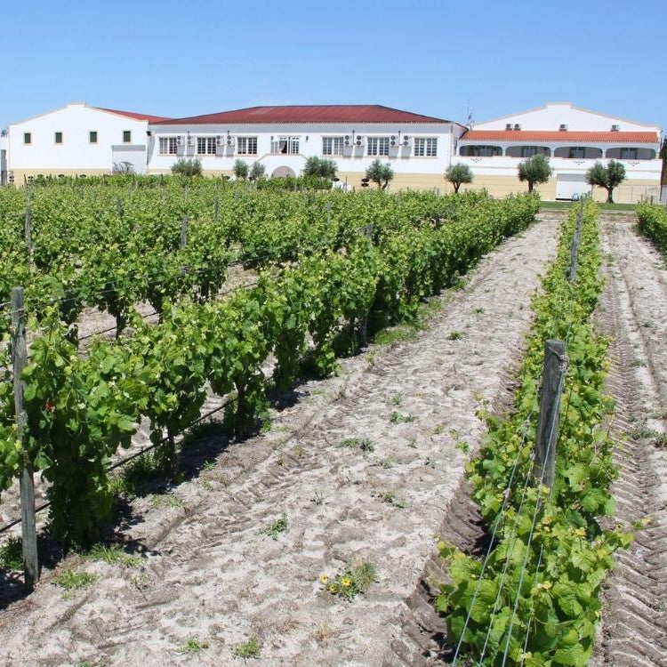 Auf dem Foto sieht man das Weingut Casa Ermelinda Freitas aus Portugal inmitten einer grünen Landschaft mit Wiese, Weinreben und Bäumen. Das Gebäude ist weiß mit roter Fläche vorne und großem Logo des Weingutes. 