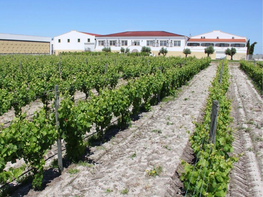 Auf dem Foto sieht man das Weingut Casa Ermelinda Freitas aus Portugal inmitten einer grünen Landschaft mit Wiese, Weinreben und Bäumen. Das Gebäude ist weiß mit roter Fläche vorne und großem Logo des Weingutes. 