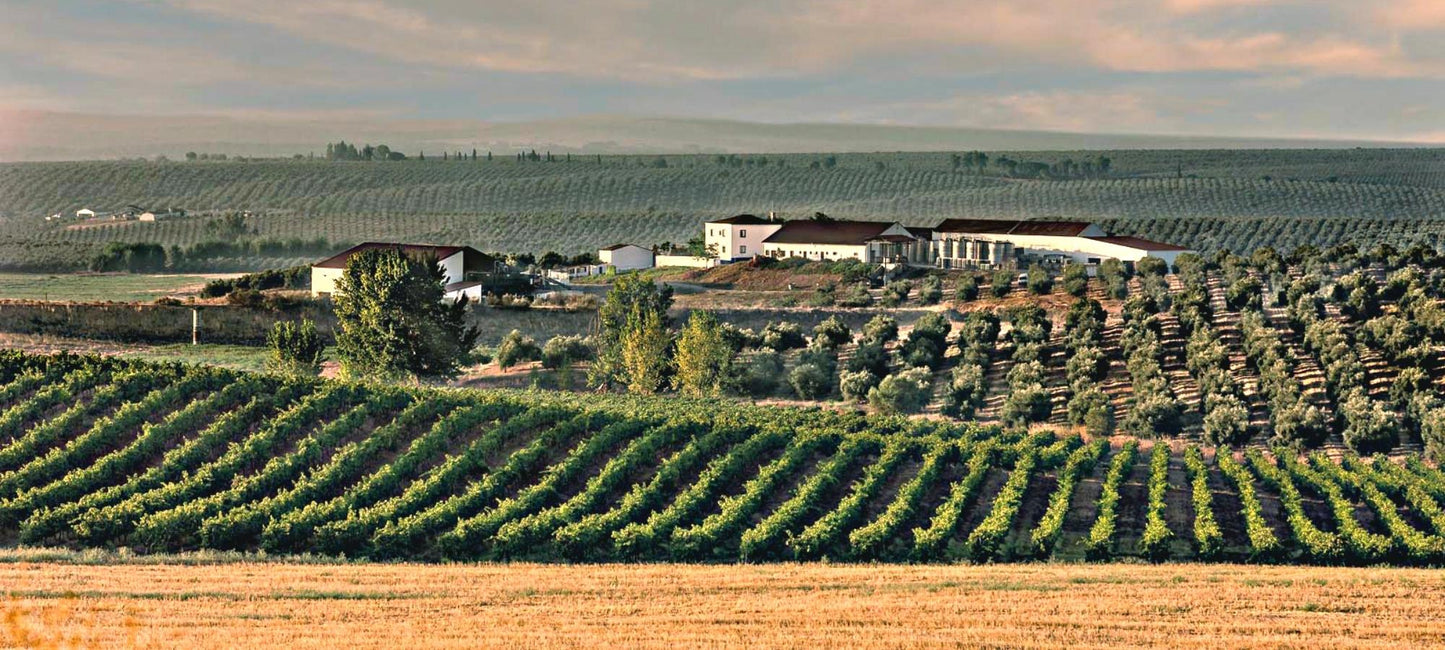 Blick auf das Weingut und die Weinberge von Herdade Paço do Conde. 