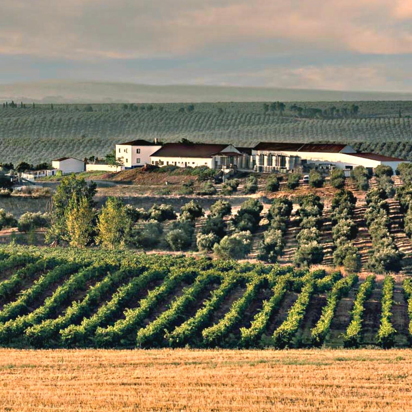 Blick auf das Weingut und die Weinberge von Herdade Paço do Conde. 