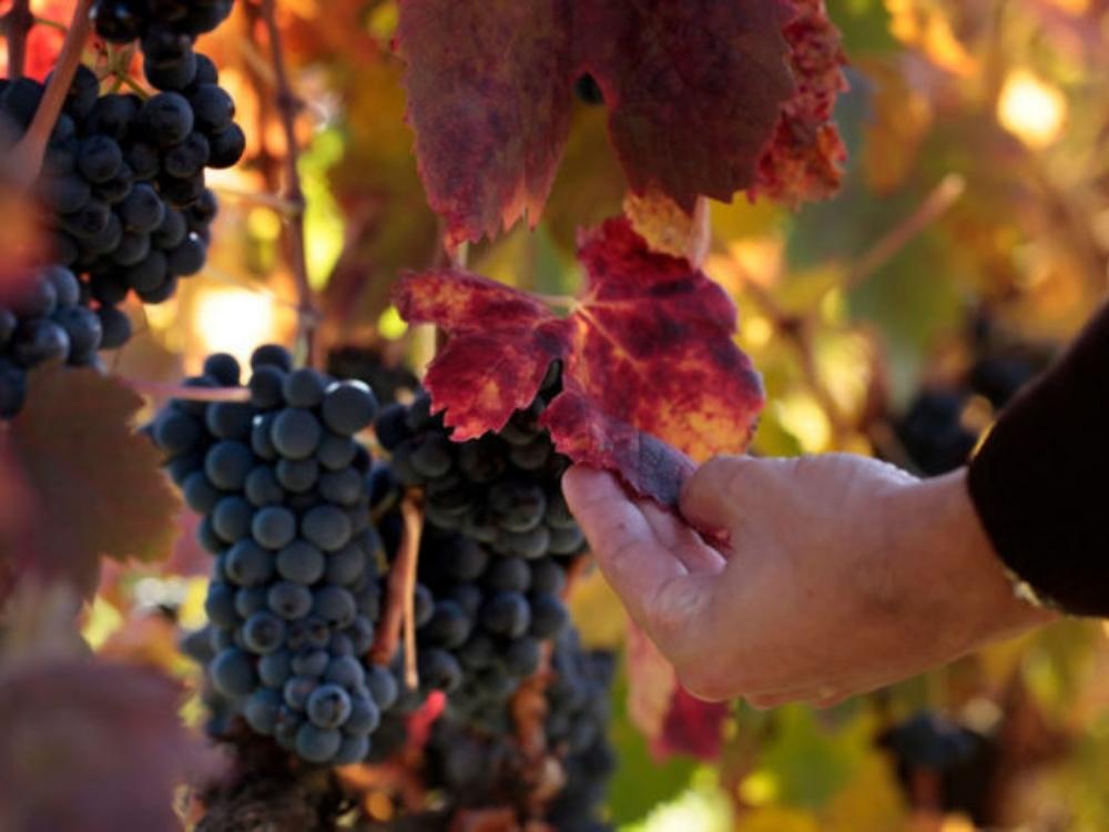 Bild von Weinreben des Weingutes Herdade das Servas. Es sind blaue Trauen zu sehen, die an einem Rebstock mit herbstlich gefärbten Blättern hängen. Ebenfalls im Bild sieht man eine Hand, die den Reifegrad einer Traube prüft.