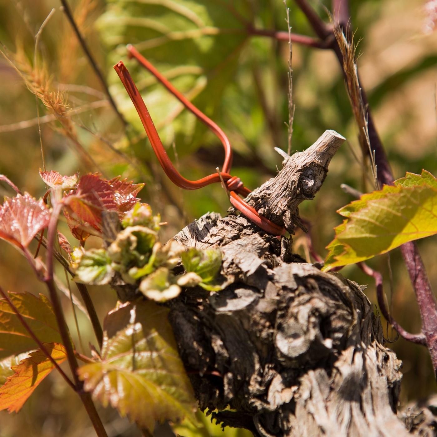 Bild mit austreibenden Weinreben, Holzstamm und bunte Weinblätter.