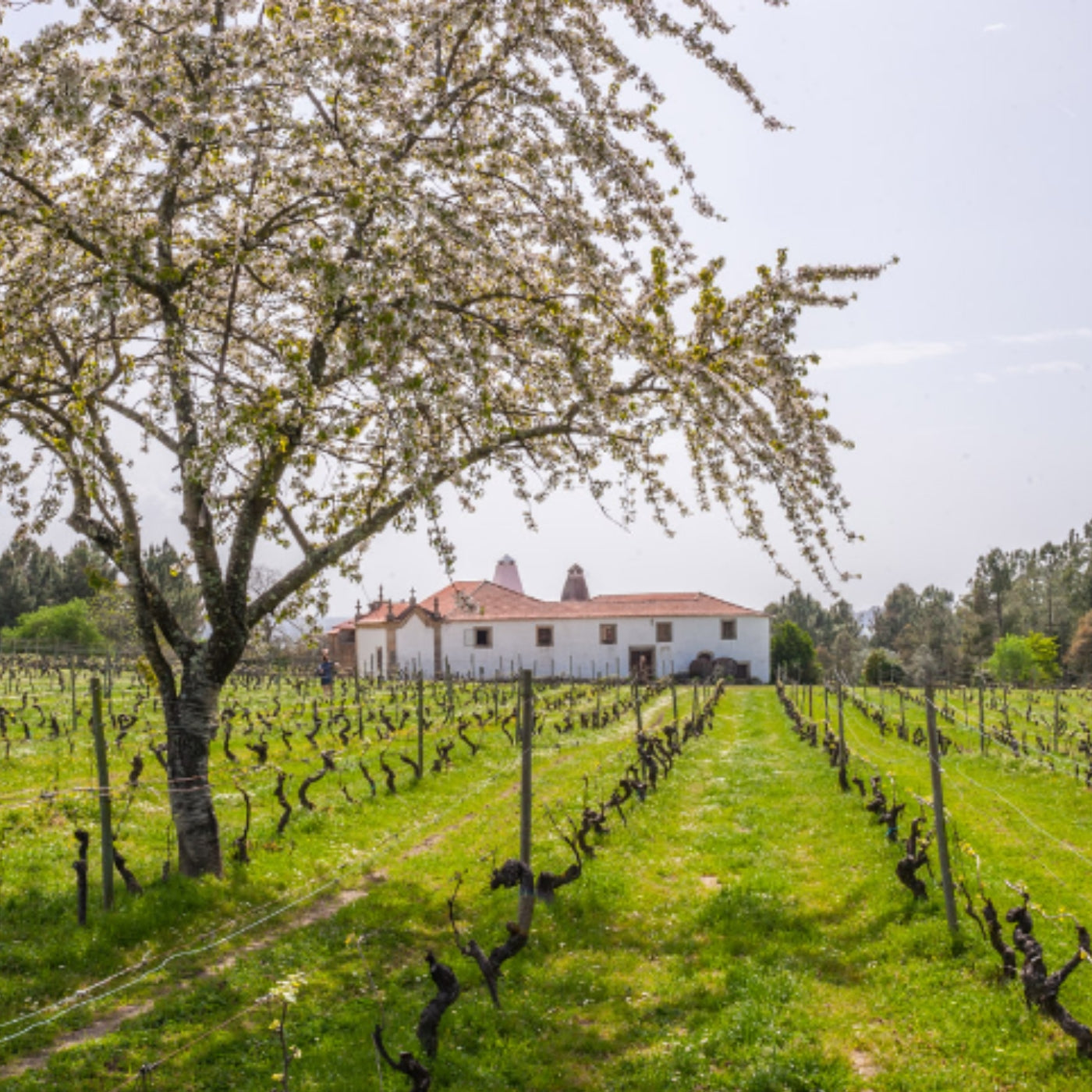 Bild vom Weingut Quinta de Saes aus der bezaubernden Dão-Region, idyllische Landschaft. Weingut mit einer Wiese und Weinreben, im Vordergrund ein blühender Baum.