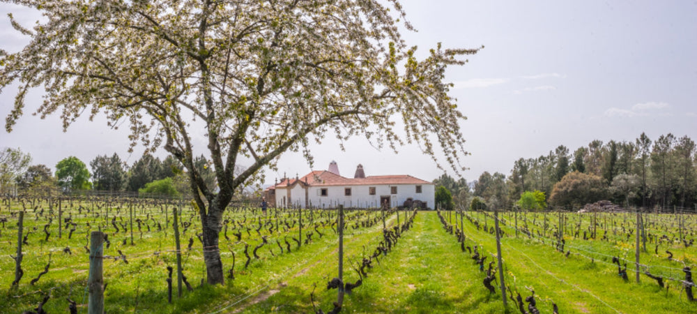 Bild vom Weingut Quinta de Saes aus der bezaubernden Dão-Region, idyllische Landschaft. Weingut mit einer Wiese und Weinreben, im Vordergrund ein blühender Baum.