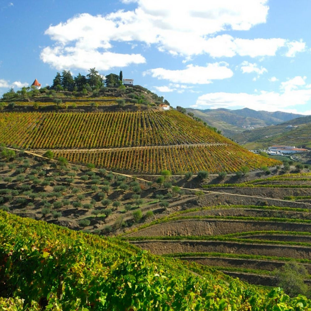 Blick auf die Quinta do Crasto am Douro in Portugal. Blick von oben auf das Weingut, umgeben von Weinbergen.