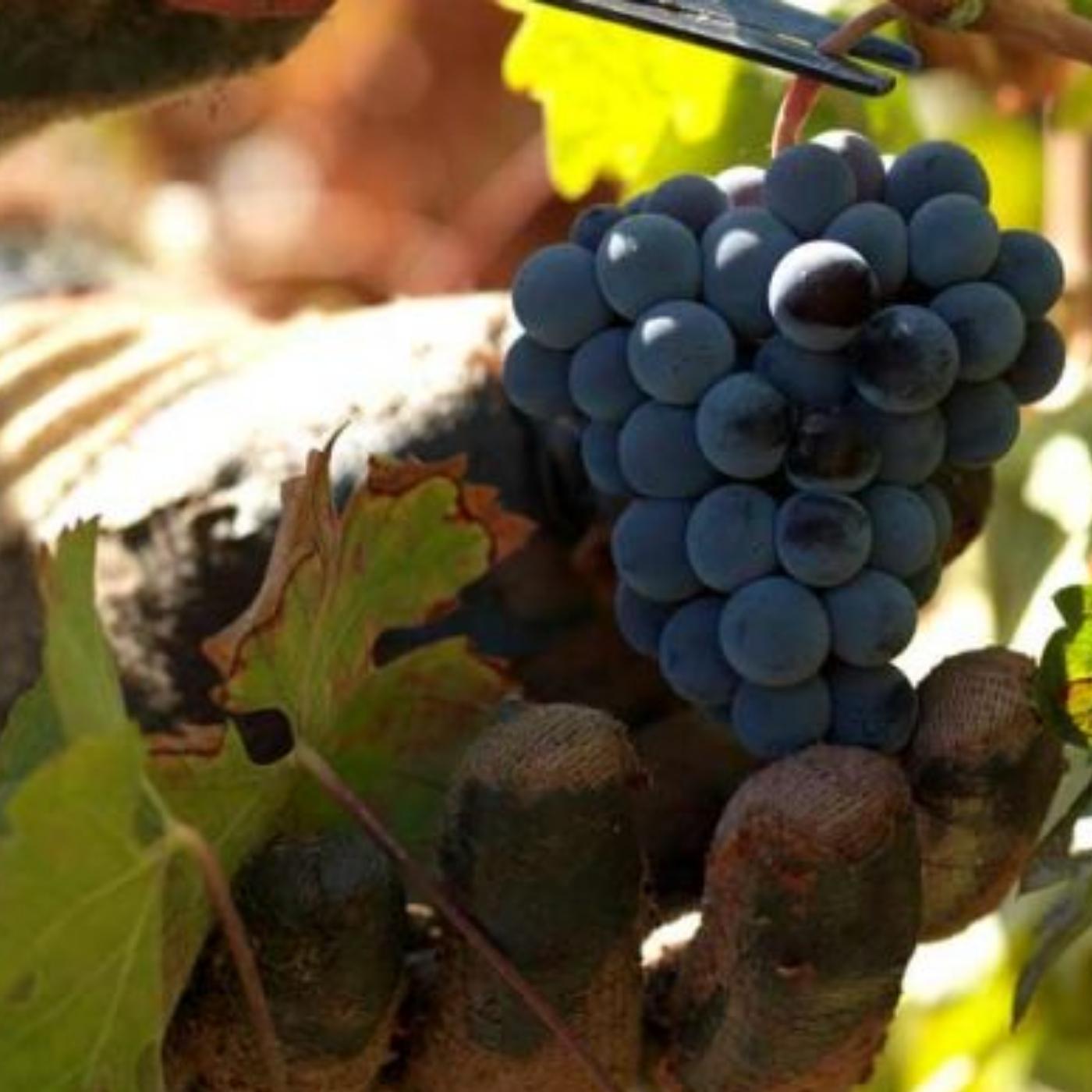 Weingut Quinta do Mouro in Portugal. Im Bild sind Weinstöcke / Weinreben zu sehen mit blauen Trauben und grünen Blättern. 