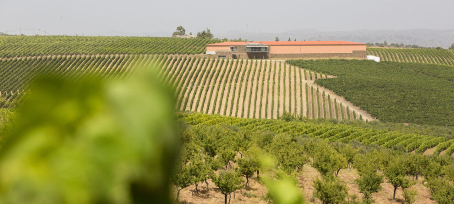 Blick auf die Weinberge und das Gebäude der Quinta dos Quinta dos Castelares in der Douro-Region / Portugal.