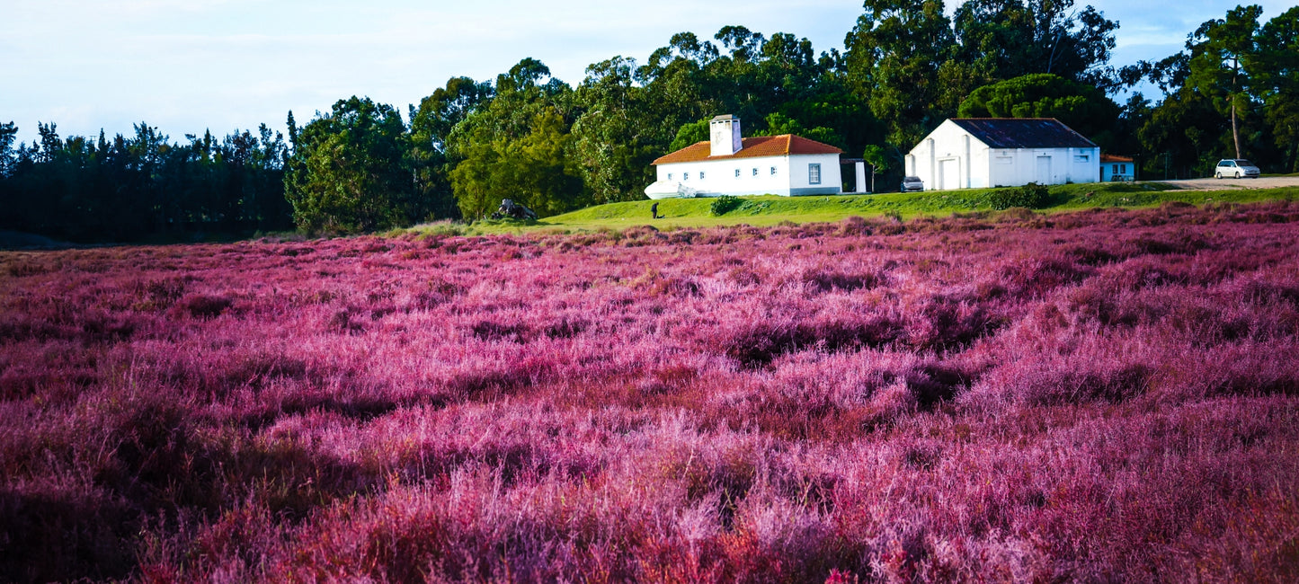 Foto aus dem Setúbal / Portugal. Blick auf die Weinberge. Direkt vor den Toren Lissabons liegt die Setúbal-Halbinsel.