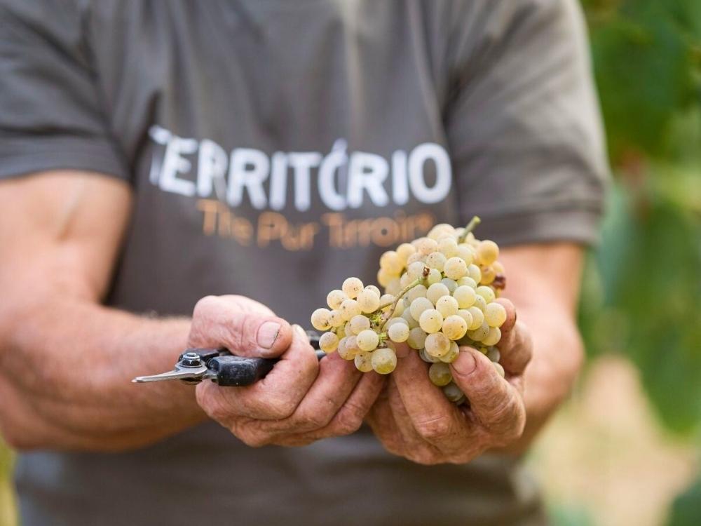Mitarbeiter des Weingutes Quinta da Soalheiro in der Region Vinho Verde, Mino, Lima Tal / Portugal.  Männerhände mit Trauben und einer Heckenschere in den Händen.