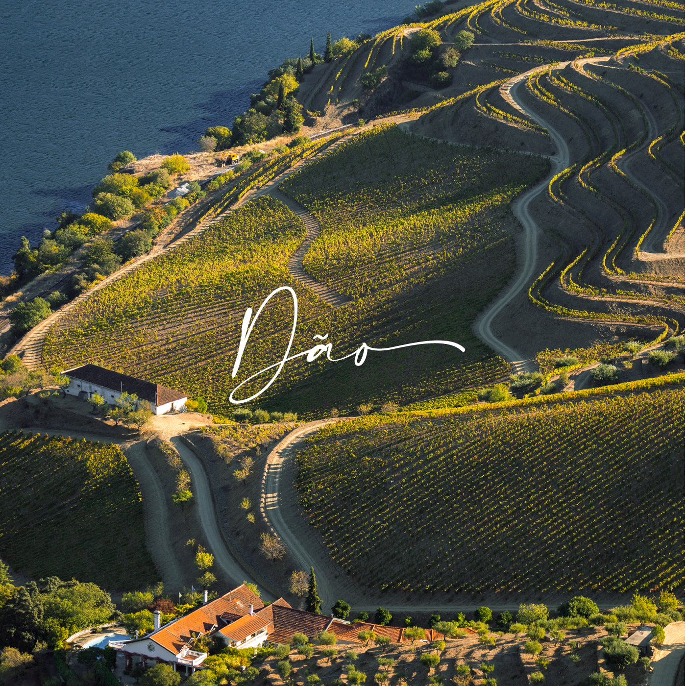 Auf dem Foto sind Weinberge aus der Dão-Region zu sehen.