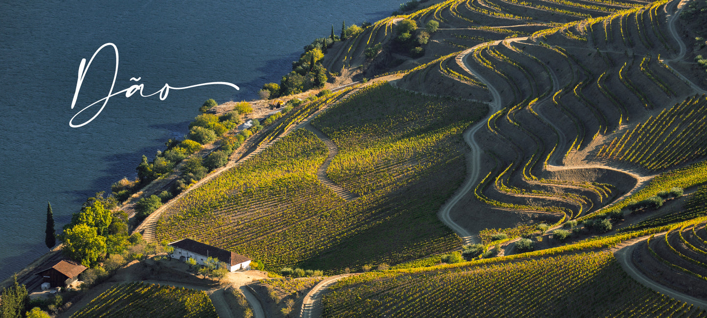 Auf dem Foto sind Weinberge aus der Dão-Region zu sehen.