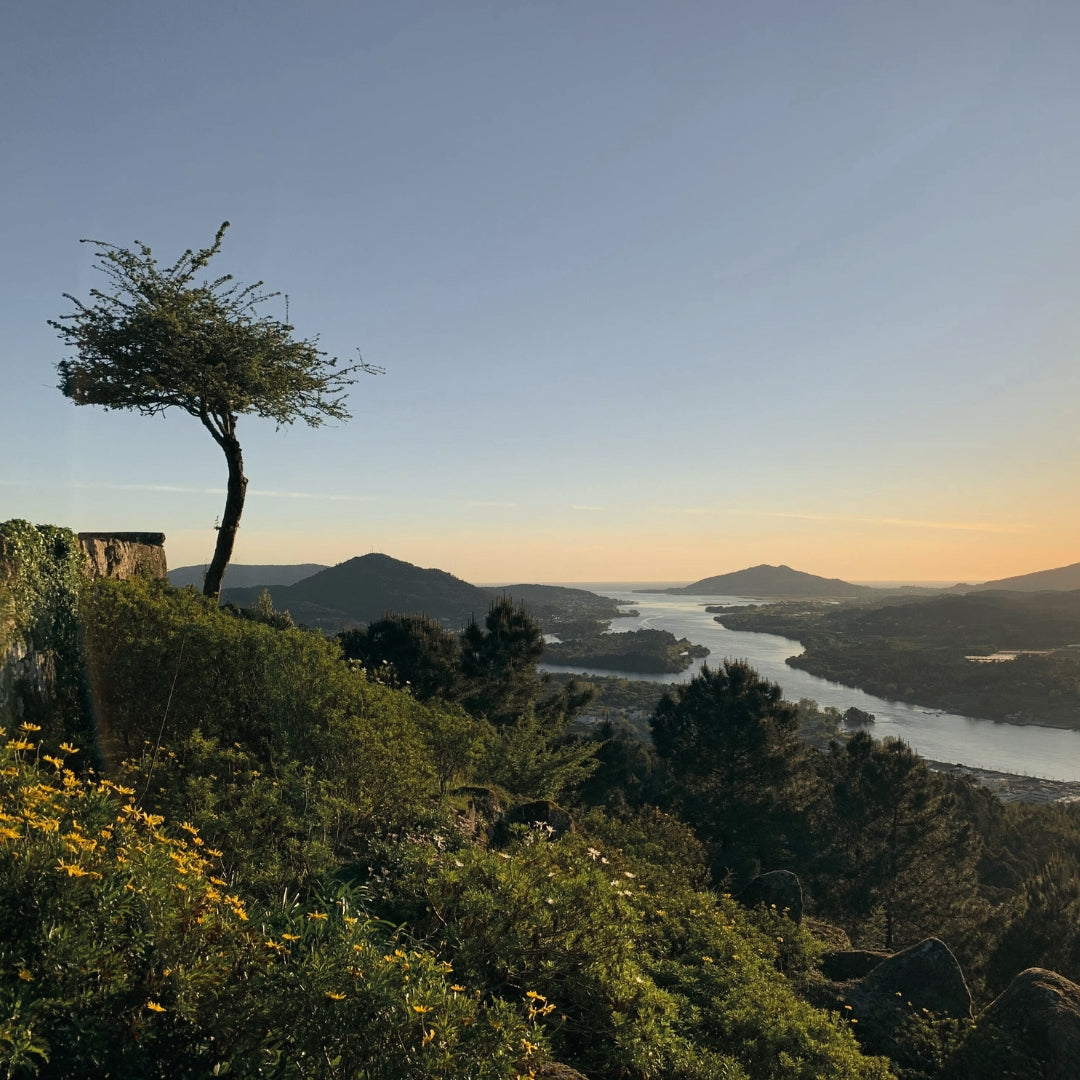 Panoramablick bei Sonnenuntergang über das grüne Minho-Tal mit dem gewundenen Flusslauf des Minho, bewaldeten Hügeln und einer Silhouette eines markanten Baumes im Vordergrund.