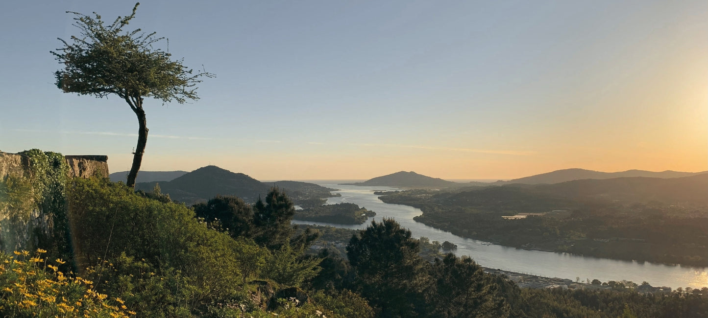Panoramablick bei Sonnenuntergang über das grüne Minho-Tal mit dem gewundenen Flusslauf des Minho, bewaldeten Hügeln und einer Silhouette eines markanten Baumes im Vordergrund.