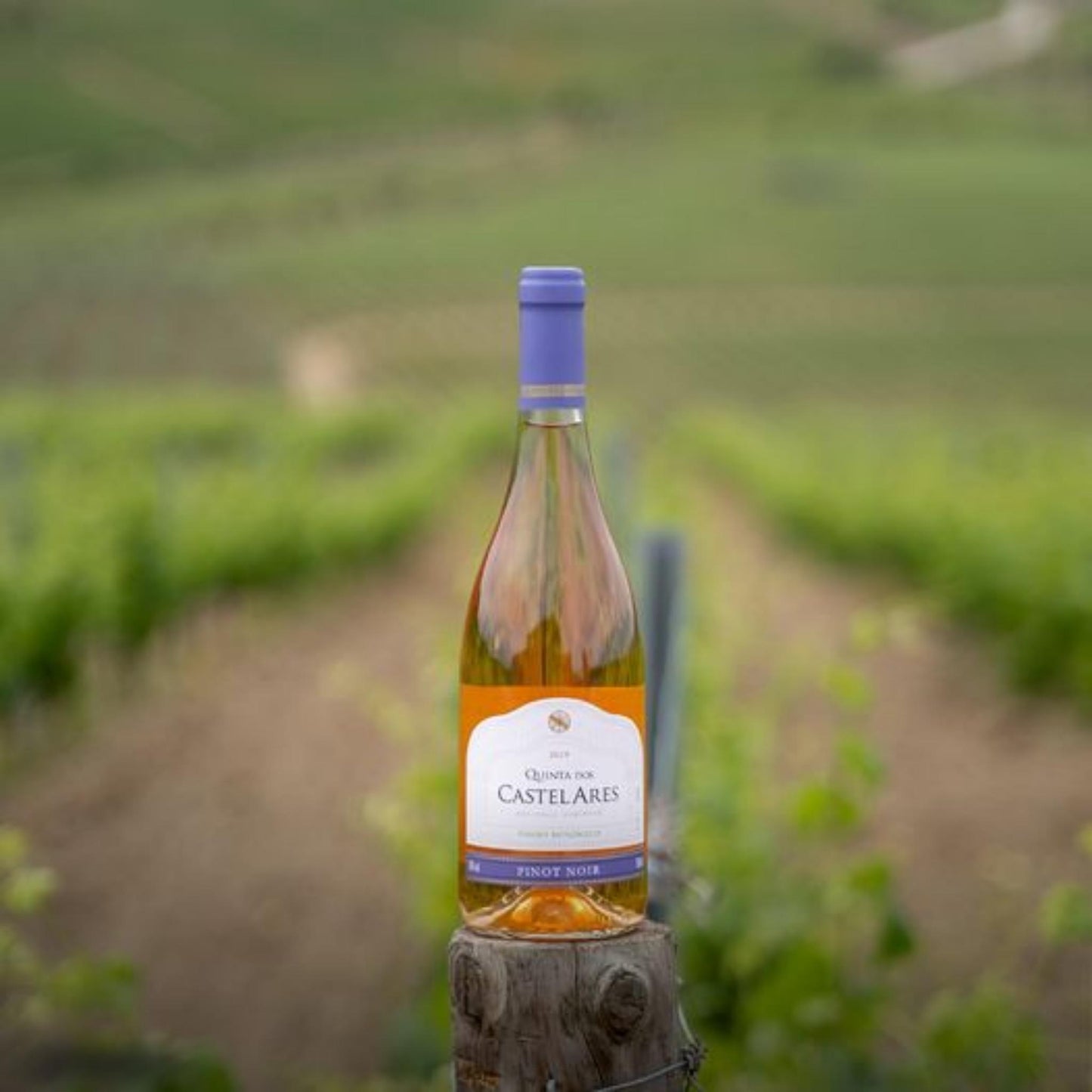 
                  
                    Quinta dos Castelares Pinot Noir Roséwein 2021 aus dem Douro / Portugal. Auf dem Bild ist die Weinflasche zu sehen stehend auf einem Holzpfahl in einem Weinberg.
                  
                